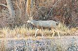 Mule Deer BdA Dec 2022